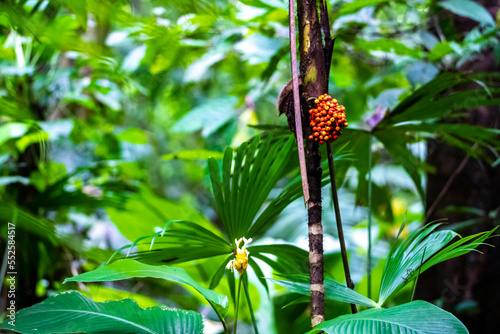 Close-up on the unique plants of Golfito National Wildlife Refuge; vegetation of a tropical rainforest in Costa Rica; unique flowers, trees and plants photo