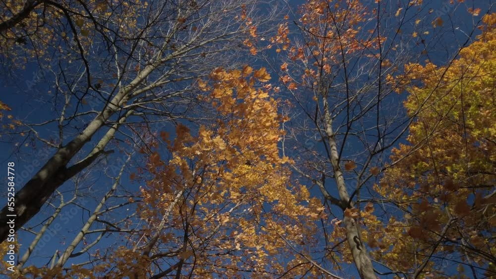 Low angle exterior shot looking upwards to windy autumn tree canopy set against a clear blue sky Low angle exterior shot looking upwards to windy autumn tree canopy set against a clear blue sky