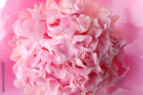 Closeup view of beautiful blooming pink peony