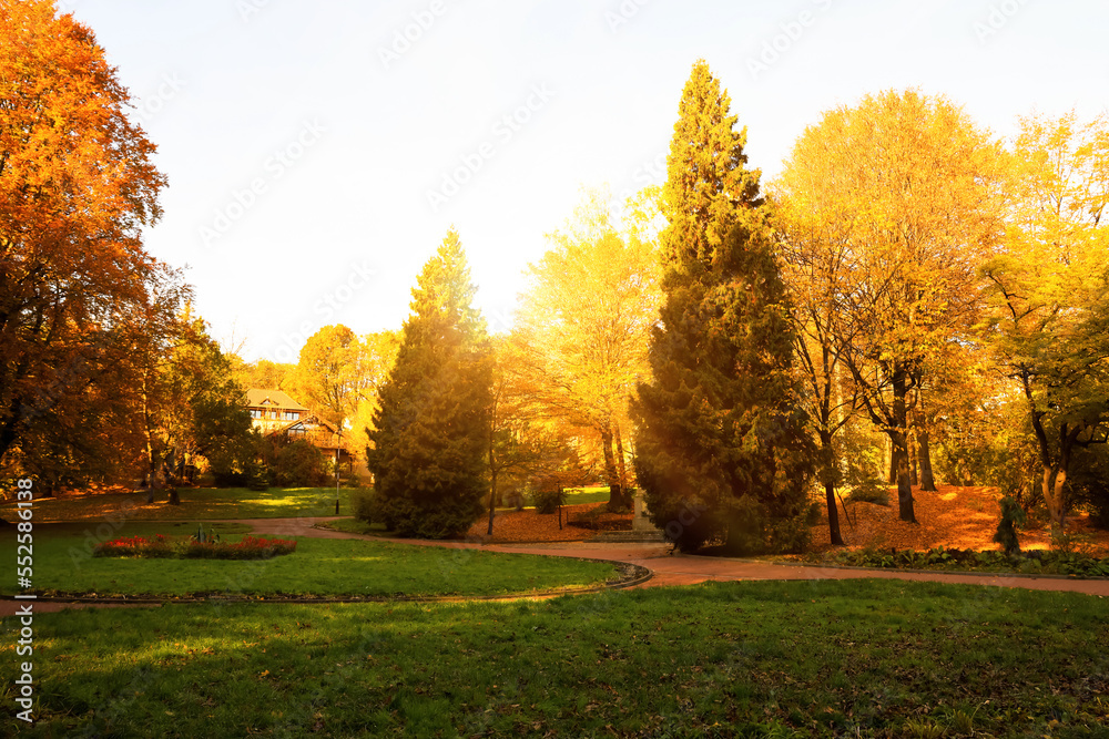 Naklejka premium Beautiful yellowed trees and paved pathway in park