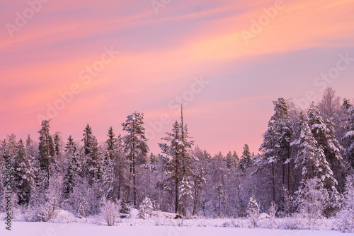 Pink sunset over the snowy forest. Österbotten/Pohjanmaa, Finland.