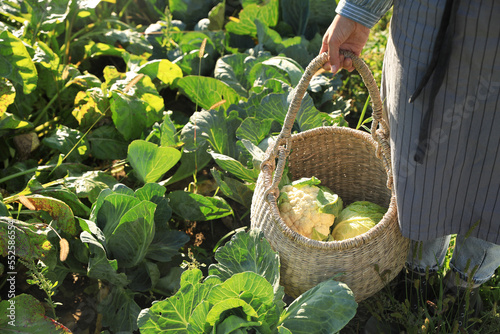 Woman harvesting fresh ripe cabbages on farm, closeup