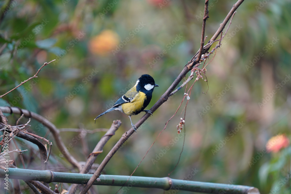 Obraz premium Green tit - cute little bird