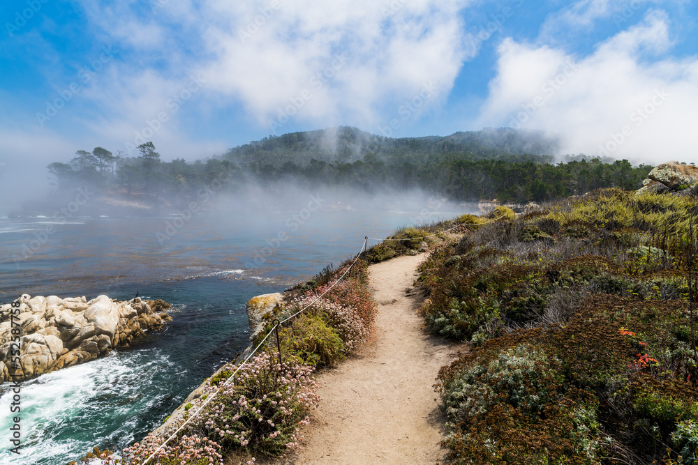 Coastal path and wildflowers above the ocean and clearing fog along the edge of Point Lobos in Carmel, California