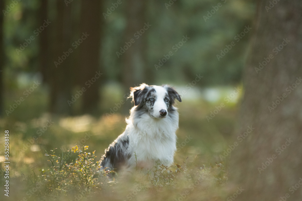 shooting photo d'un chien dans les bois shooting photo d'un chien dans les bois