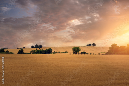 Summer sunset over wheat fields in Skane, Sweden. 