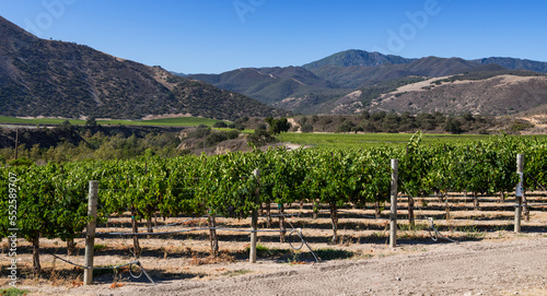 Panorama landscape of winery, vineyard, and mountains in Carmel Valley, California
