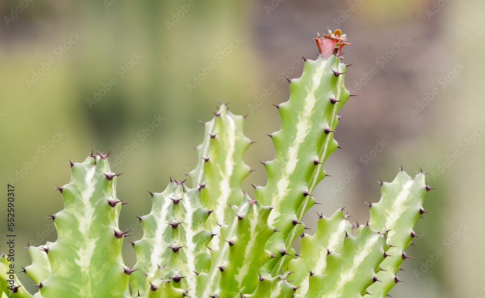 closeup of a cactus with a reddish flower closeup of a cactus with a reddish flower