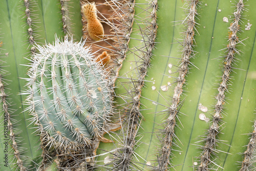 Close up of Stenocereus thurberi cactus photo