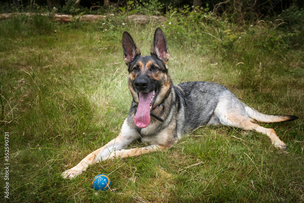 German Shepherd Dog laying down in the long grass looking at the camera with her ball