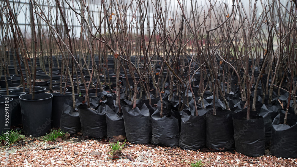 Seedlings of young trees and shrubs in containers (in pots). Garden center. ภาพถ่ายสต็อก Adobe