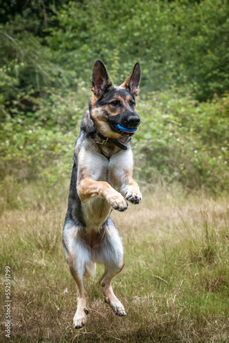 German Shepherd Dog catching her ball in her mouth
