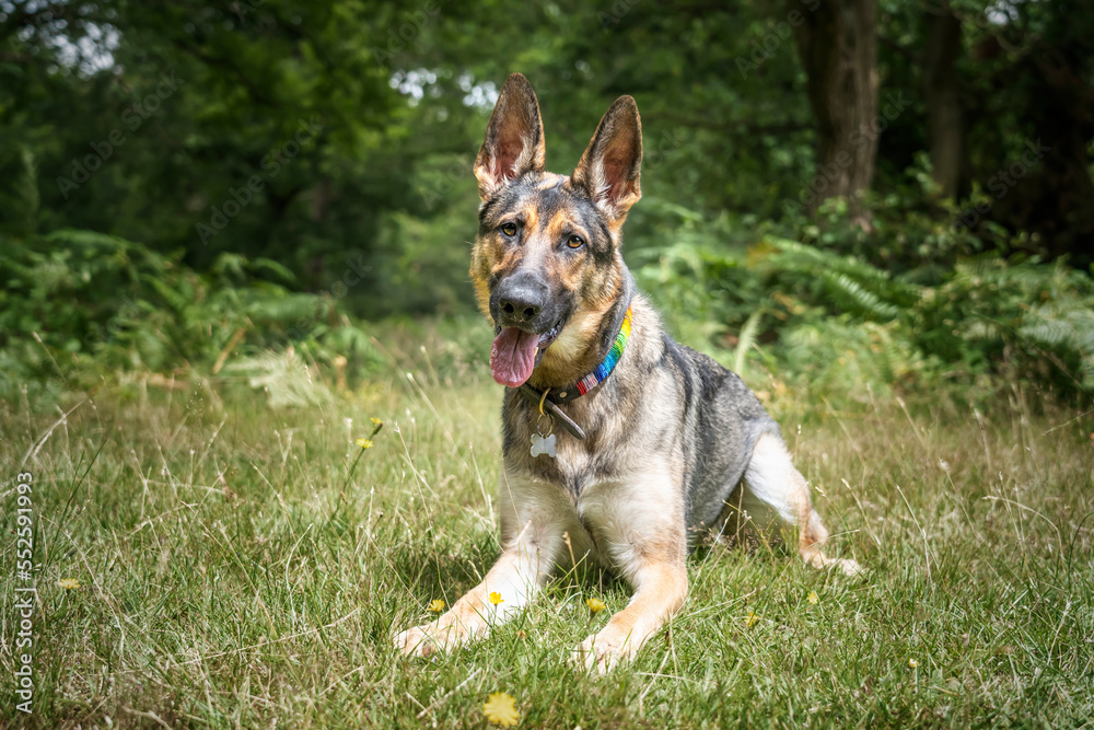 German Shepherd Dog laying down in the long grass looking at the camera with a head tilt