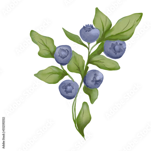 Watercolor food illustration of ​​​​blueberry berries