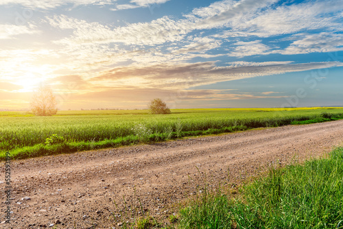 Obraz na płótnie Country road and green wheat fields natural scenery at sunrise w salonie