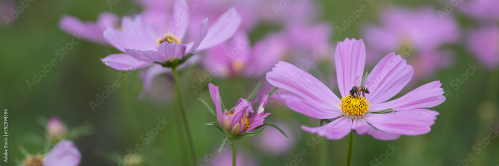 Beautiful of flowers blooming in the field Beautiful of flowers blooming in the field