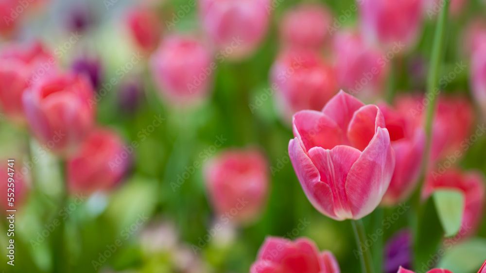 Beautiful of tulip flowers in the nature Beautiful of tulip flowers in the nature