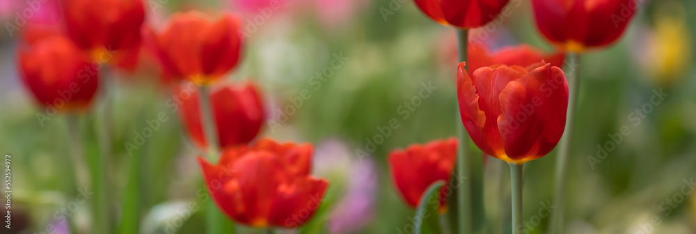 Fototapeta premium Beautiful of tulip flowers in the nature