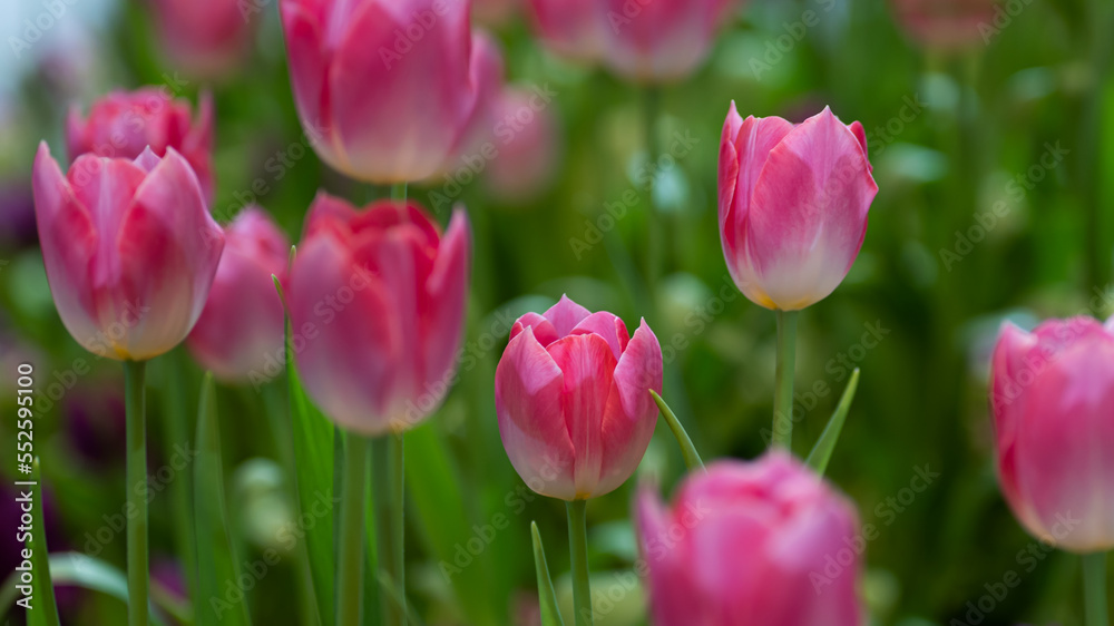 Beautiful of tulip flowers in the nature