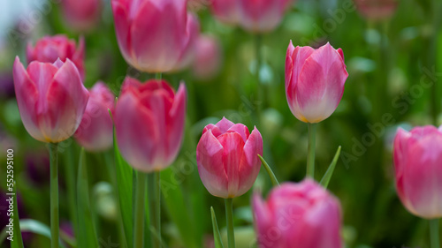 Fototapeta Naklejka Na Ścianę i Meble -  Beautiful of tulip flowers in the nature
