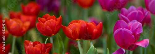 Beautiful of tulip flowers in the nature