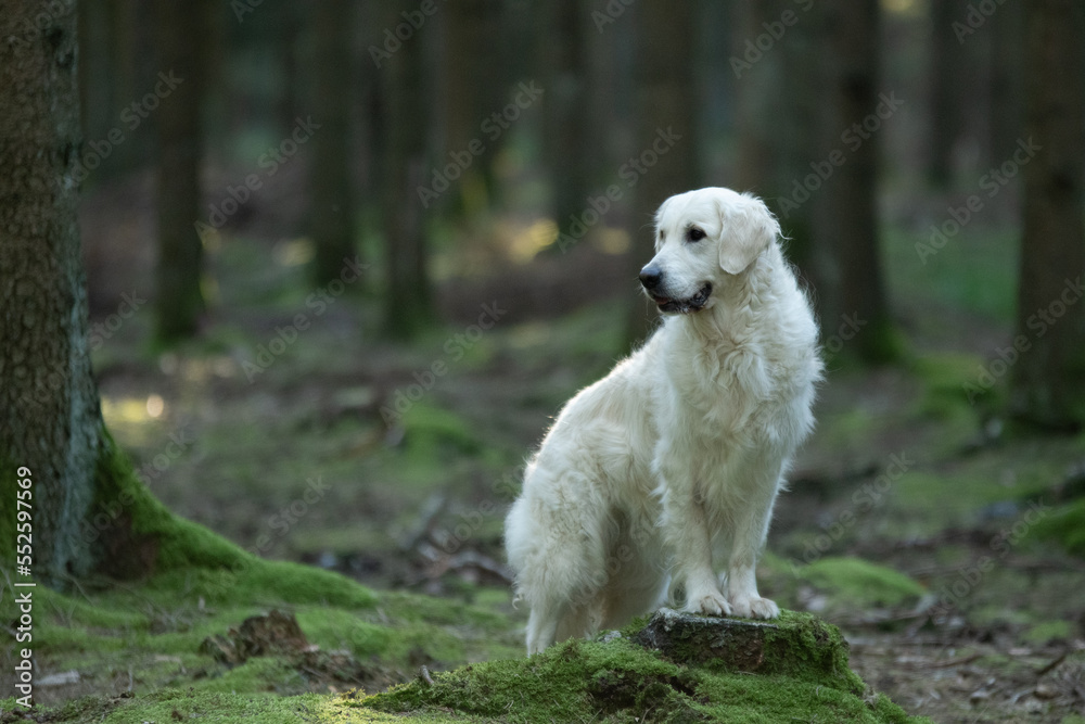 Chien de race golden retriever dans la forêt 