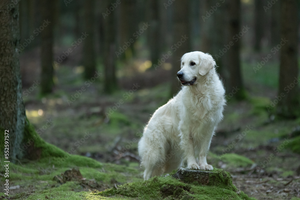 Chien de race golden retriever dans la forêt Chien de race golden retriever dans la forêt