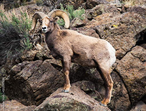 Bighorn sheep ram standing on a boulder in the Rio Grande Gorge photo