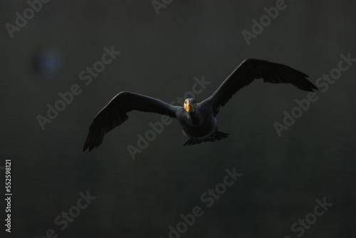 cormorant in a dark field © Matthewadobe