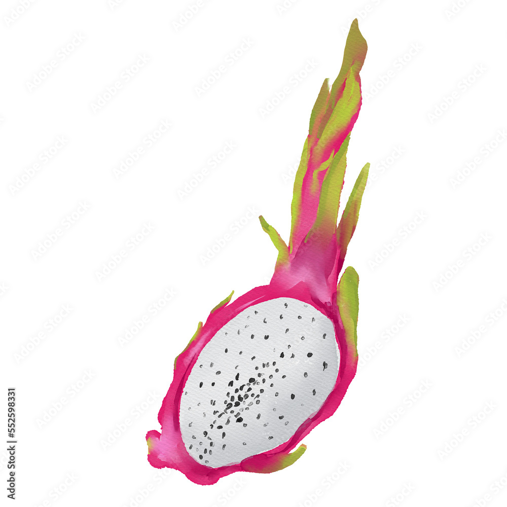 Watercolor food illustration of dragon fruit Watercolor food illustration of dragon fruit