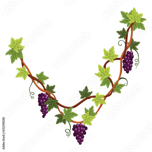 Grape bunch. Cluster of berries and leaves. Grape vine, decorative climbing plant. Fruit, growing healthy food isolated on white background