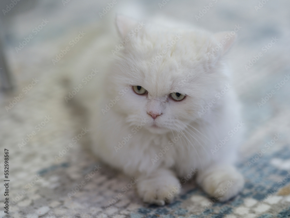 portrait of beautiful white cat