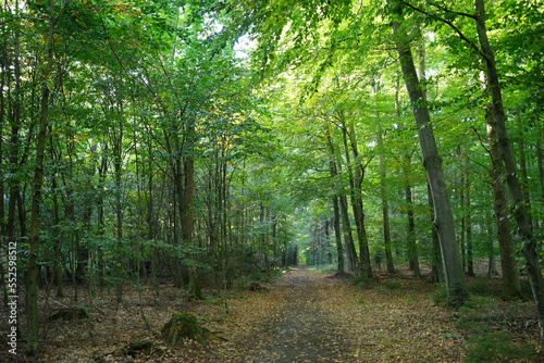 Fototapeta Naklejka Na Ścianę i Meble -  Leuchtender Wald