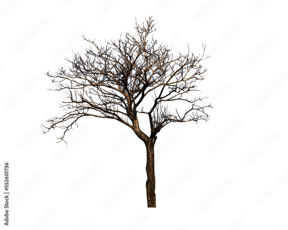 Dead tree isolated on white background. This has clipping path. Dead tree isolated on white background. This has clipping path.