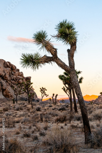 A beautiful sunset in Joshua Tree National Park