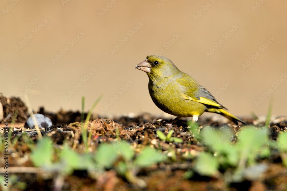 Obraz premium verderón europeo o verderón común​ (Chloris chloris)​ comiendo semillas en el suelo del parque Marbella Andalucía España
