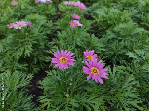 Quadro em tela Marguerite daisy, Paris daisy, Federation daisy in bloom