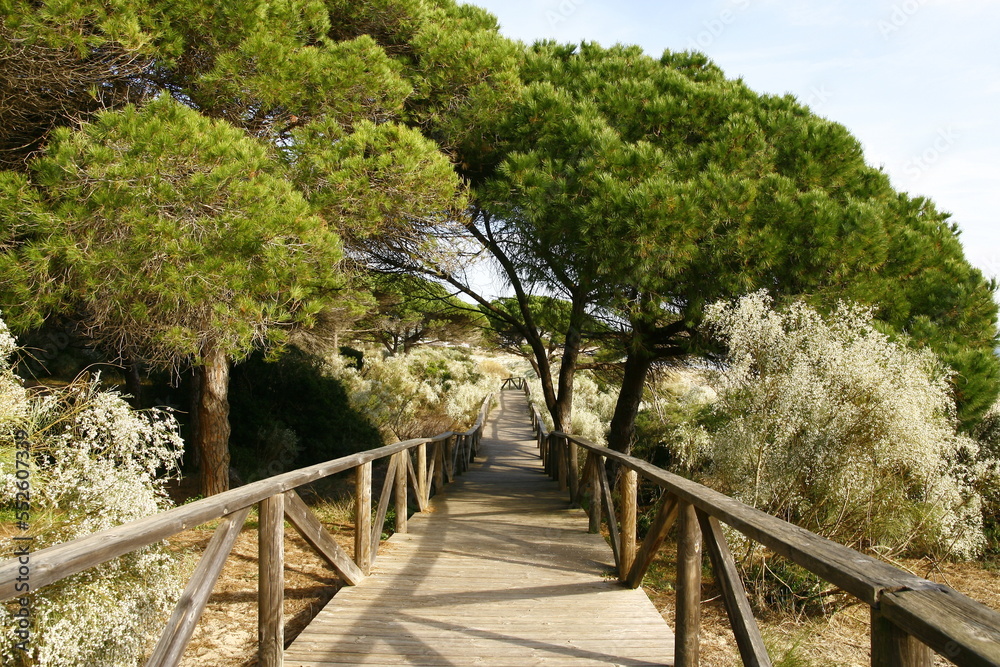 Un sentier sur pilotis sur la plage Bolonia, à travers la pinède et les genêts blancs en fleurs, à 20 kilomètres au nord de Tarifa, en Espagne