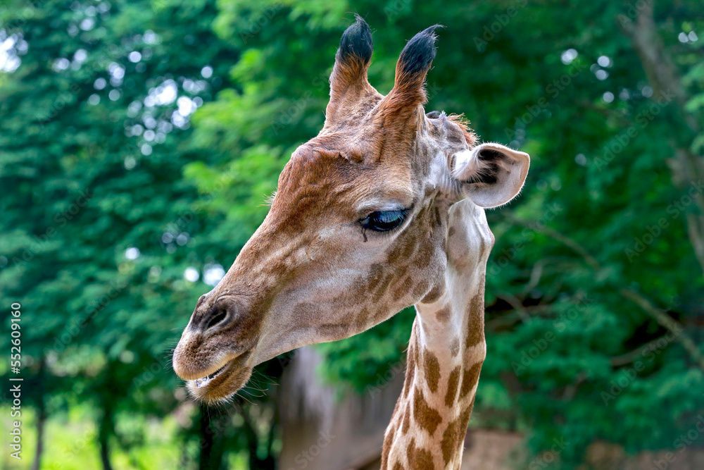 Naklejka premium Close up of a giraffe in front of some green trees, looking at the camera.