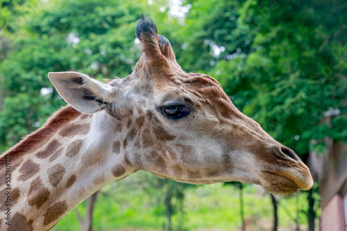 Close up of a giraffe in front of some green trees, looking at the camera. 
