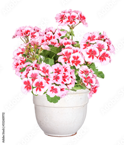 Rich flowering geranium in a pot, transparent background