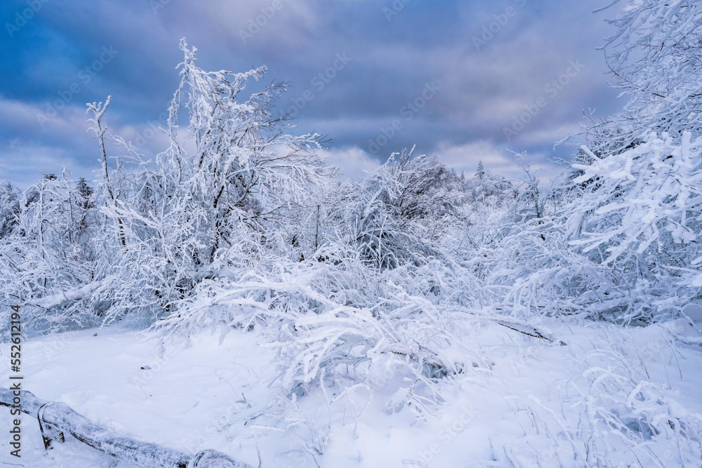 Trees covered with snow on the Großer Feldberg in the Taunus/ Germany