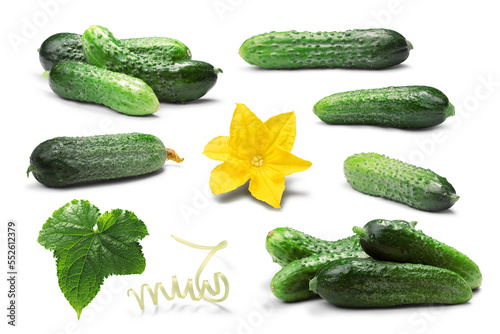 Cucumbers gherkins, flower, leaf, tendril isolated png