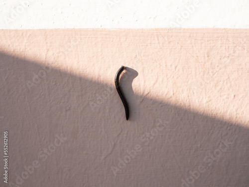 A thousand feet millipede worm walking on the wall photo