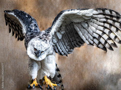 Photos Harpy Eagle