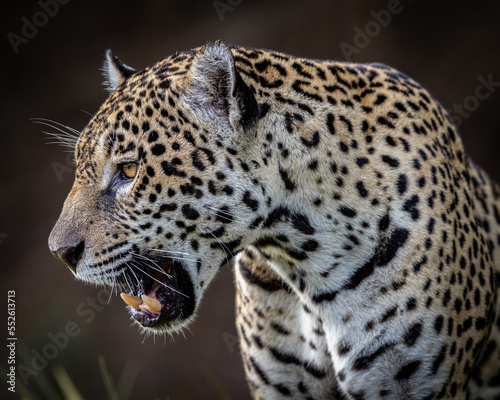 Jaguar © Karma Krafts Photo