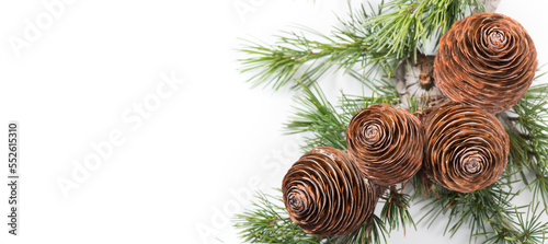 Cedar tree, Deodar branch with cones isolated on white background. Beautiful border art design. Close up Evergreen Christmas tree. 