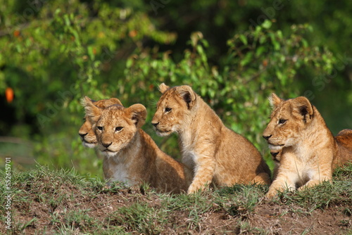 Five cute lion cubs looking into the camera  resting on a hill