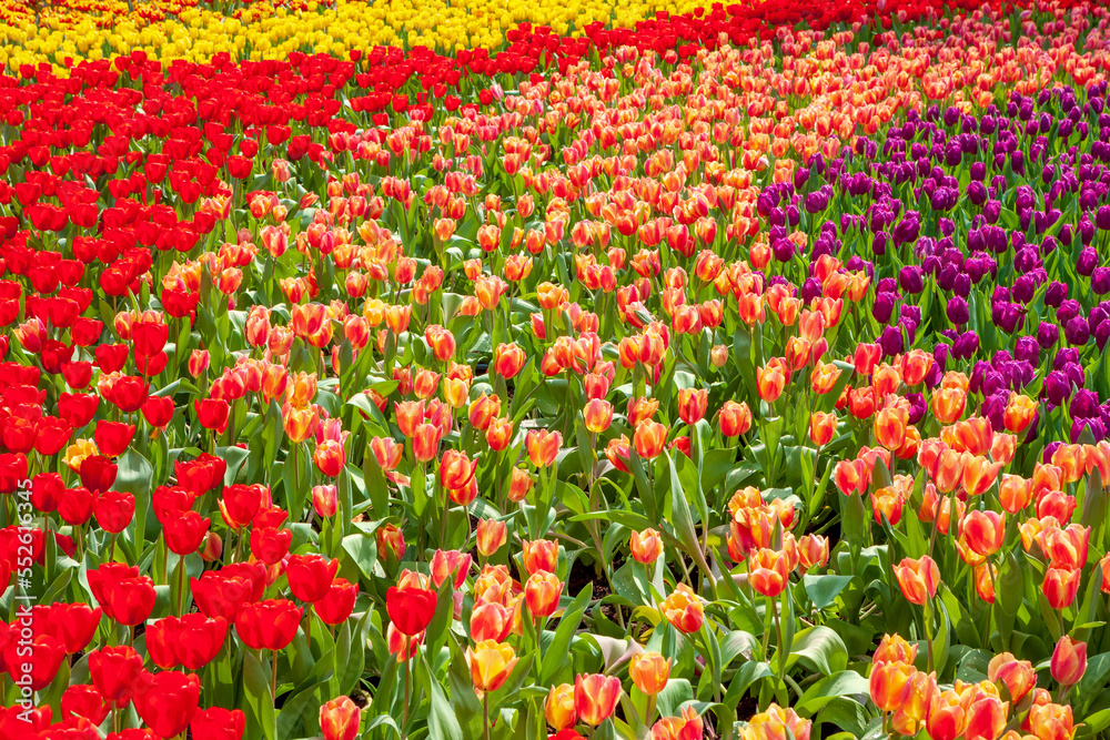 Close-up of tulips in field