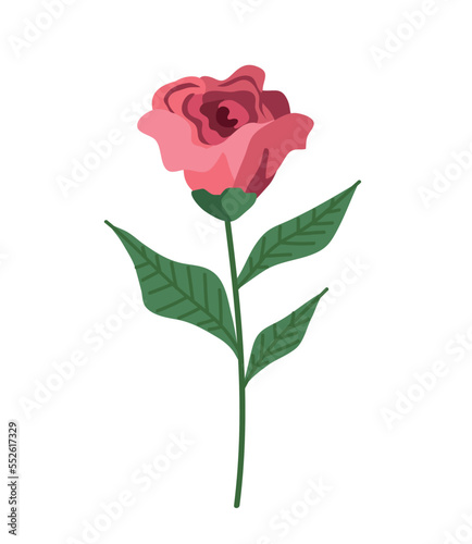 red rose flower garden